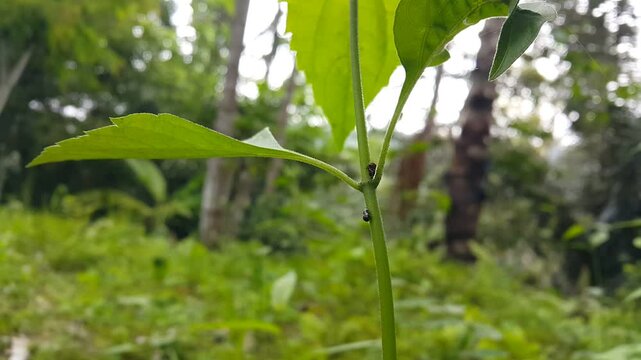 Aesthetic 4k footage, Vanduzea arquata (Black Locust Treehopper) resting on a tree trunk. Perfect for documentaries in tropical rainforests and World Environment Day on June 5th. Bathyllus albicinctus