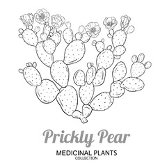 Prickly Pear Cactus with Flowers, Fruits Outline Illustration. Essential oil ingredient for cosmetics, spa, aromatherapy, health care, alternative medicine. Vector isolated for design or decoration.