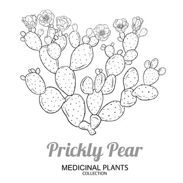 Prickly Pear Cactus with Flowers, Fruits Outline Illustration. Essential oil ingredient for cosmetics, spa, aromatherapy, health care, alternative medicine. Vector isolated for design or decoration.