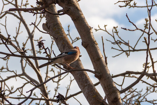 bird on a branch