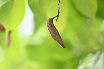 Millettia pinnata seed pod in tree. It is a species of tree in the pea family Fabaceae. Its other names  Pongamia pinnata, Indian beech and Pongame oiltree. Oil is extracted from its seeds. Ayurvedic 
