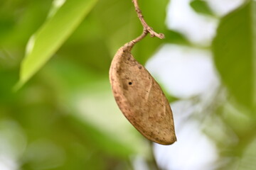 Millettia pinnata seed pod in tree. It is a species of tree in the pea family Fabaceae. Its other names  Pongamia pinnata, Indian beech and Pongame oiltree. Oil is extracted from its seeds. Ayurvedic 