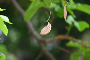 Millettia pinnata seed pod in tree. It is a species of tree in the pea family Fabaceae. Its other names  Pongamia pinnata, Indian beech and Pongame oiltree. Oil is extracted from its seeds. Ayurvedic 