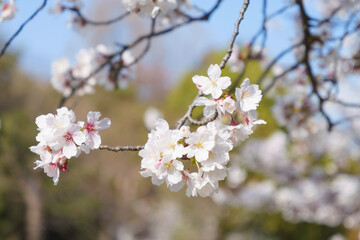 Beautiful white cherry blossoms, a springtime tradition, Someiyoshino	