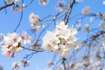 Obraz premium Beautiful white cherry blossoms, a springtime tradition, Someiyoshino 