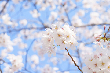 Beautiful white cherry blossoms, a springtime tradition, Someiyoshino	