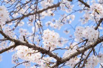 Beautiful white cherry blossoms, a springtime tradition, Someiyoshino	