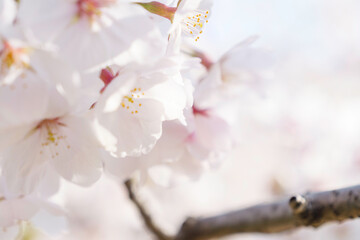 Beautiful white cherry blossoms, a springtime tradition, Someiyoshino	