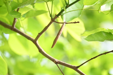 Millettia pinnata seed pod in tree. It is a species of tree in the pea family Fabaceae. Its other names  Pongamia pinnata, Indian beech and Pongame oiltree. Oil is extracted from its seeds. Ayurvedic 