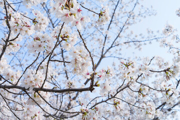 white cherry blossoms swaying gently in spring breeze
