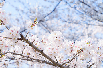 Obraz premium white cherry blossoms swaying gently in spring breeze