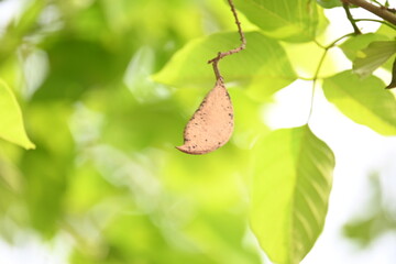 Millettia pinnata seed pod in tree. It is a species of tree in the pea family Fabaceae. Its other names  Pongamia pinnata, Indian beech and Pongame oiltree. Oil is extracted from its seeds. Ayurvedic 
