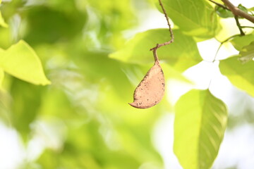 Millettia pinnata seed pod in tree. It is a species of tree in the pea family Fabaceae. Its other names  Pongamia pinnata, Indian beech and Pongame oiltree. Oil is extracted from its seeds. Ayurvedic 
