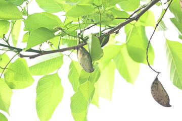 Millettia pinnata seed pod in tree. It is a species of tree in the pea family Fabaceae. Its other names  Pongamia pinnata, Indian beech and Pongame oiltree. Oil is extracted from its seeds. Ayurvedic 