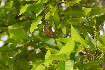 Millettia pinnata seed pod in tree. It is a species of tree in the pea family Fabaceae. Its other names  Pongamia pinnata, Indian beech and Pongame oiltree. Oil is extracted from its seeds. Ayurvedic 