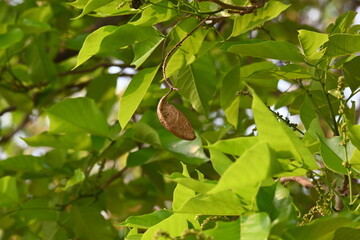 Millettia pinnata seed pod in tree. It is a species of tree in the pea family Fabaceae. Its other names  Pongamia pinnata, Indian beech and Pongame oiltree. Oil is extracted from its seeds. Ayurvedic 