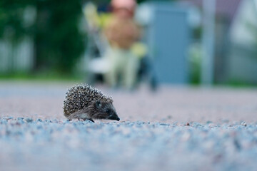 Hedgehog slowly crossing a dirt road in the forest. Connection with the wild in a natural moment.