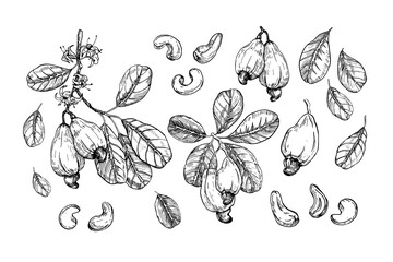 Cashew collection of hand drawn ink vector illustrations. Whole nuts, fruit, branch, flowers and leaves. Set of objects for label design