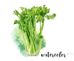 Watercolor Realistic Fresh Celery Bundle Illustration, Fresh Vegetables Collection