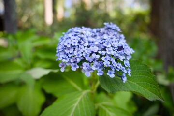 lilac flowers on a green background