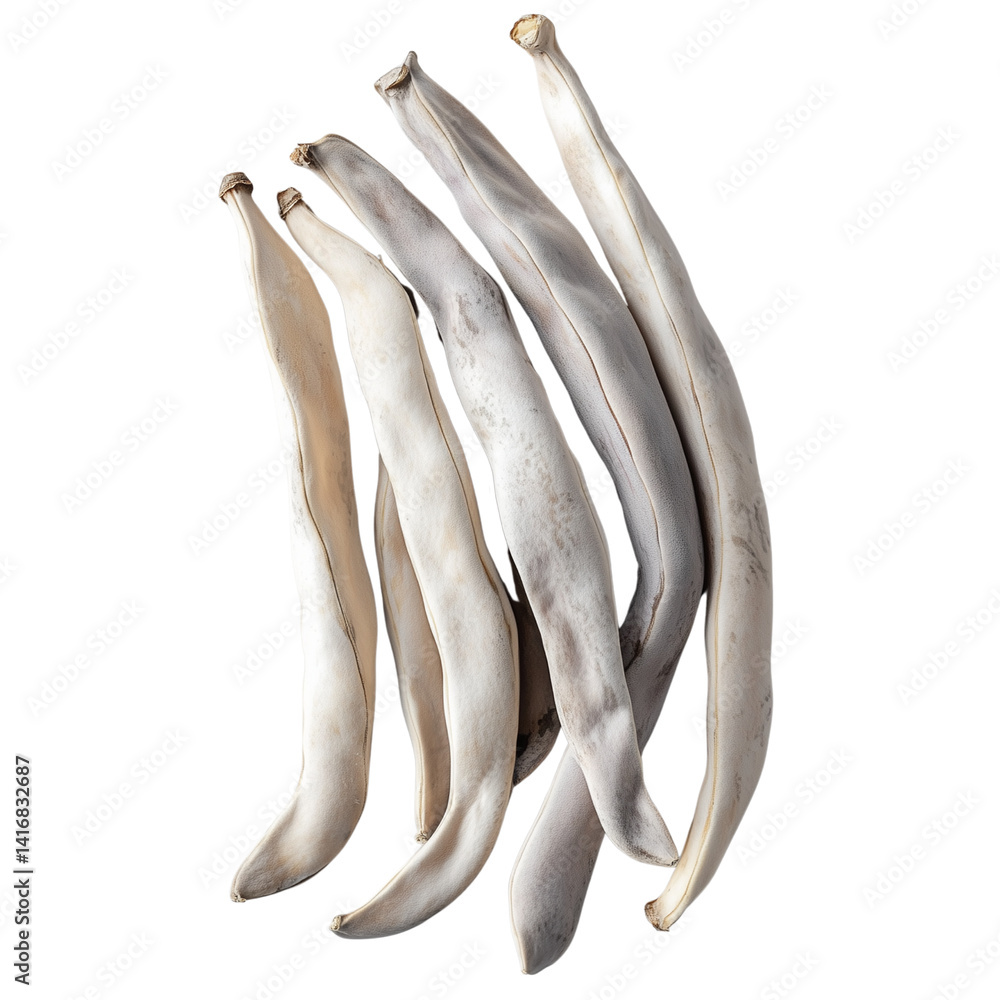 Poster dried white bean pods arranged artistically showcasing their unique texture and shape. isolated on w