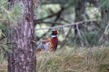 Faisan de Colchide mâle en pleine nature au printemps
