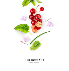 Red currant, melissa and bellflowers photography isolated on white background.