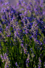 FLORES DE LAVANDA