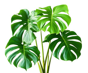 Monstera Deliciosa : A close-up of a vibrant Monstera Deliciosa, its iconic leaves in full display, highlighting the plant's unique natural beauty and tropical charm.