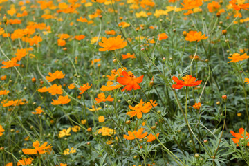 field of orange cosmos flowers background