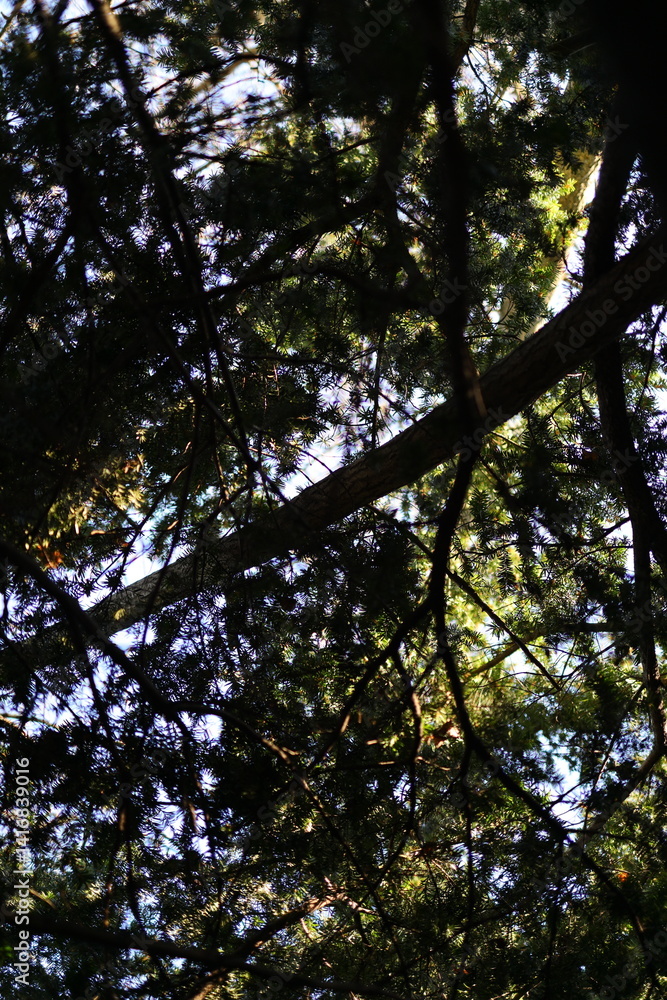 Poster a tree with a branch in the middle of it. the branch is in the middle of the tree and is the only th