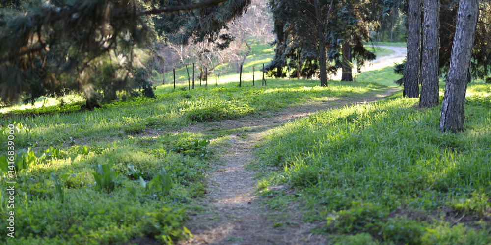 Poster a path through a forest with trees and grass. the path is surrounded by trees and the grass is green