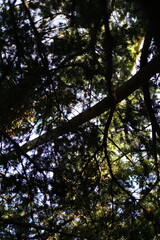 A tree with a branch in the middle of it. The branch is in the middle of the tree and is the only thing that is visible