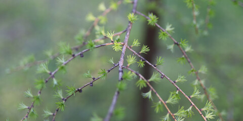 A tree branch with green leaves and brown spots. The branch is thin and has a few brown spots