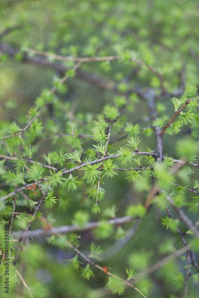 Poster a close up of a tree with green leaves. the leaves are small and are arranged in a way that they are