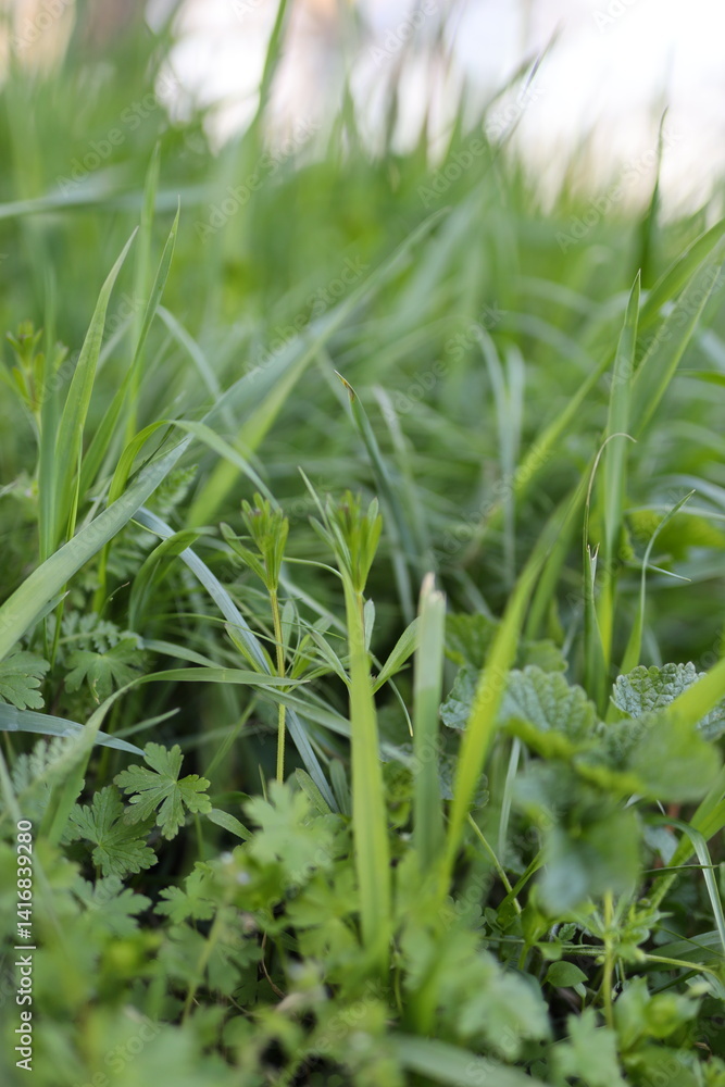 Poster a close up of a field of grass with some weeds in it. the grass is green and the weeds are brown