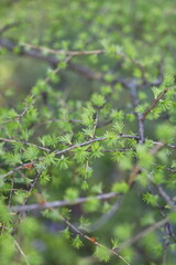 A close up of a tree with green leaves. The leaves are small and are arranged in a way that they are overlapping each other. The tree has a natural and peaceful feel to it
