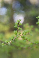 A close up of a green leafy branch with a blurry background. Concept of tranquility and natural beauty