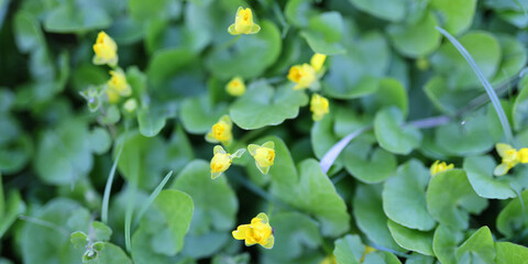 A bunch of yellow flowers are growing in a green field. The flowers are small and clustered together, creating a vibrant and lively atmosphere. The field is lush and green