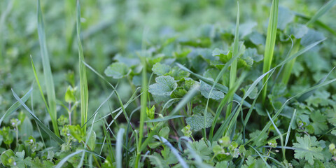 A field of grass with some weeds and a few plants. The grass is green and the weeds are brown