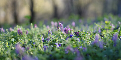 A lush green field filled with a variety of purple flowers. The sun is shining brightly, casting a warm glow on the flowers and creating a peaceful and serene atmosphere