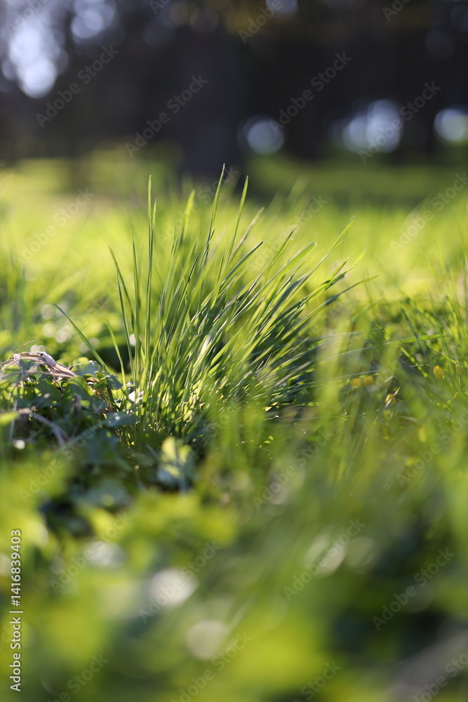 Poster a close up of a patch of grass with a few weeds in it. the grass is green and the weeds are brown