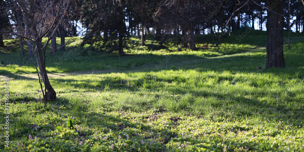 Aufkleber a field of grass with a tree in the background. the grass is green and the tree is bare