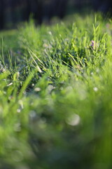 A close up of a field of grass with a blurry background. The grass is lush and green, and the image has a peaceful, serene mood