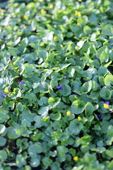 A lush green plant with purple flowers. The flowers are small and scattered throughout the plant