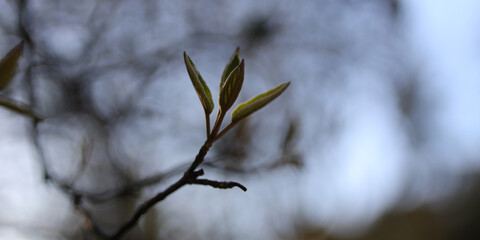 A leafy branch with a single leaf on it. The leaf is green and has a wet appearance