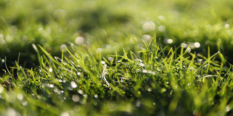 A field of grass with dew on it. The grass is green and the dew is glistening