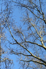 A tree with no leaves is in the sky. The sky is blue and clear. The tree is bare and has no leaves