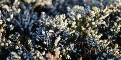A field of white flowers with a bright sun in the background. The flowers are in full bloom and the sun is shining brightly on them