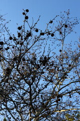 A tree with many nuts on it. The sky is blue and clear. The tree is bare and has no leaves